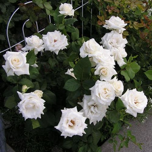 Kremowo-biały - Róże pienne - z kwiatami hybrydowo herbacianymi - korona równomiernie ukształtowana